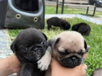Pug yavrular