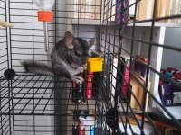 Chinchilla erkek