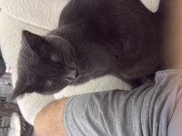 9 aylık oyuncu british shorthair erkek gri