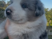 Çok özel mavi gözlü Merle Border collie yavrular