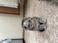 1 buçuk aylık kırık kulak scottish fold