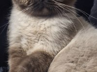 Exotic shorthair chocolate point