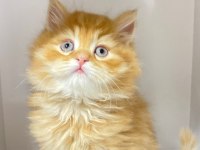 55 günlük British Longhair dişi ve erkek yavrular