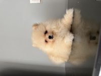Üst Düzey Pomeranian Boo Son 3 Dişi