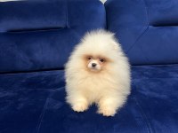 KAR TOPU GİBİ POMERANİAN BOO