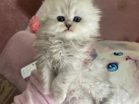 A kalite safkan Chinchilla kedim