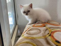 Bakmadan Geçmeyin Yavru Kedilere