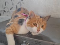 KEDİMİZİ ÜCRETSİZ SAHİPLENDİRECEĞİZ
