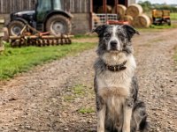 Ev Ortamında Yetiştirilmiş Border Collie Yavrularımız