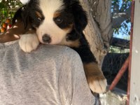 (SDK) Çiftlikten ırk garantili BERNESE DAĞ KÖPEĞİ