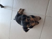 Anne ve 3 Dişi Yavru Acil Sahiplendirme