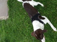 A kalite av köpeği