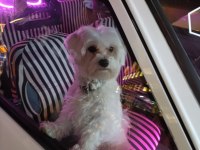 Maltese terrier 1,5 yaşında