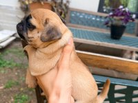 ADANA SAFKAN PUG SAHİBİNİ ARIYOR SON 3 YAVRU