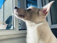 Erkek köpeğimiz olumuz bolt için yuva arıyoruz