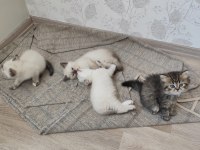 2 aylık yavru kediler 5 adet