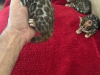 Show class bengal kedisi bebekler