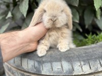 Hollanda Lop Tavşan Yavrularımız Gönderim Var