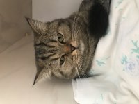 British Shorthair Ücretsiz Sahiplendirilecek Kedimiz