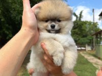 ORANGE POMERANİAN BOO TEDDY FACE