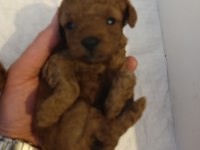 Toy poodle tea cup
