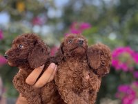 Irk ve sağlık garanti belgeli toy poodle yavruları