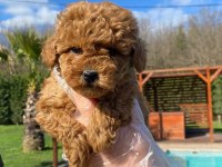 Poodle Çıftliğinden Red Brown Toy Poodle Bebeklerimiz