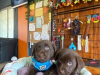 Chocolate Lab Puppies Labrador