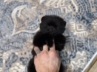 En Lüx Pomeranian Yavrumuz Karaböcük