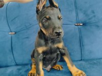 A kalite doberman yavruları