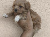 MALTİPOO YAVRULAR