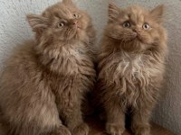 British Longhair Cinnamon Bebekler