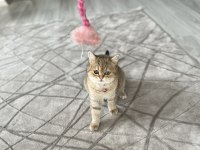 Dişi kısır kedimi sahiplendirmek istiyorum
