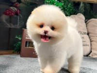 Adrese teslim A kalite Pomeranian Boo yavrularımız