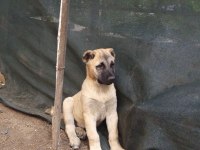 Kangal yavrusu