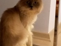 mavi gözlü scottish fold blue point yetişkin
