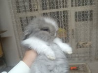 Holanda Lop Mini Lop Cuce Tavsan Yavrulari Gonderim Var