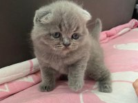 Scottish fold yavru Antalya