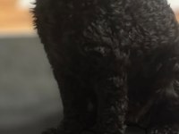 2.5 yaşında dişi poodle