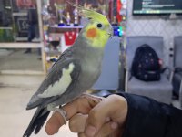 Alışkın sultan papağanı sevimli uysal