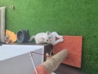 4 aylık erkek blue point kedimiz