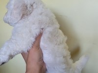 Kar beyaz 0 numara maltese yavrular