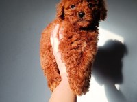 Toy poodle bebekler