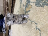 İki aylık erkek scottish fold yavrular