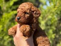 Red Brown Toy poodle bebeklerimiz