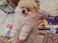 pomeranian boo kaçırma uygun