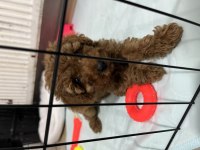 2 Aylık Dişi Toy Poodle