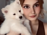 A Kalite Beyaz Pomeranian Spitz