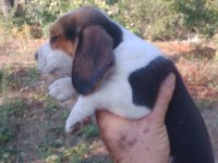 Beagle yavrular