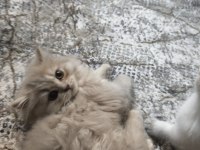 British longhair lilac yavrularımız